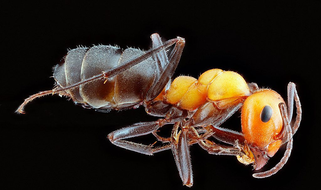 Ant Control service in Bothell, WA
