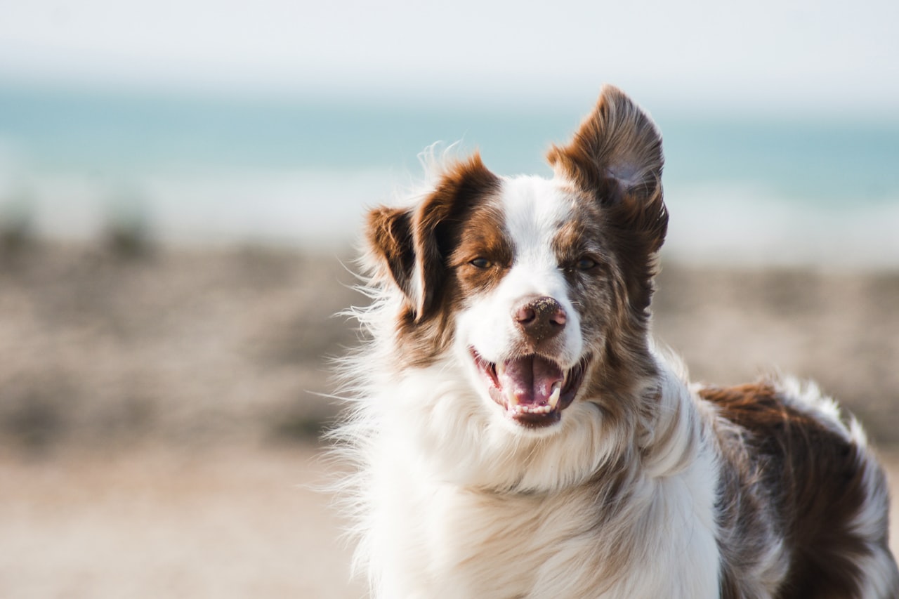 Flea & Tick Control service in Bothell, WA