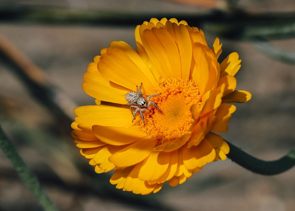 Spider Control service in Bothell, WA